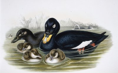 Hulajnoga aksamitna (oidemla fusca) (ręcznie kolorowana litho) autorstwa John (after) Gould