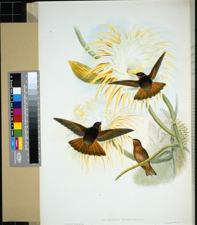 Wenezuelska Stenura (panychlora stenura) i (panychlora Russata) (ręcznie barwiona litho) autorstwa John (after) Gould