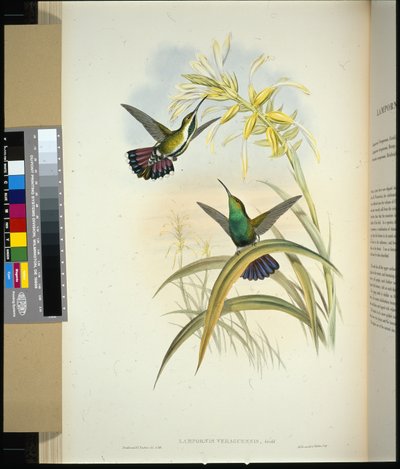 Veraguan Mango (Lampornis veraguensis) (ręcznie barwiony lito) autorstwa John (after) Gould
