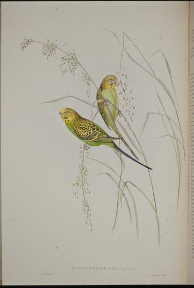 Papuga świstaka (Melopsittacus Undulatus ) (ręcznie barwiona lito) autorstwa John (after) Gould