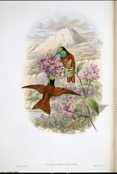 Koliber Warszewicza Tęcza (Diphlogaena Aurora) (lito ręcznie kolorowane) autorstwa John (after) Gould