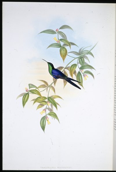 Nimfa leśna Watertona (Thalurania Watertoni) (ręcznie barwiona lito) autorstwa John (after) Gould