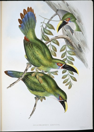 Tukan z białymi paskami (Aulacoramphus Albivitta) (ręcznie barwiony litho) autorstwa John (after) Gould