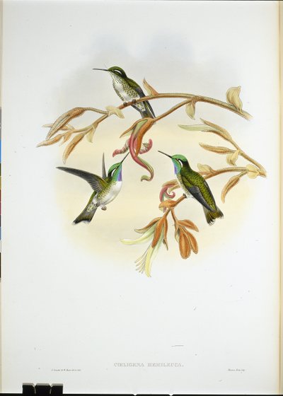 Koliber kacyk białobrzuchy (Coeligena Hemileuca) (lito ręcznie kolorowane) autorstwa John (after) Gould