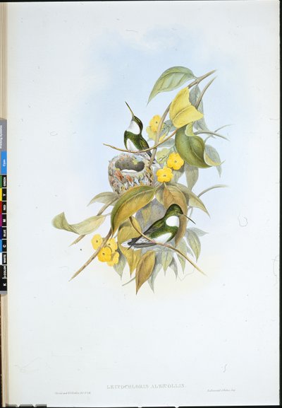 Biały gardło (Leucochloris Albicollis) (ręcznie barwiony lito) autorstwa John (after) Gould