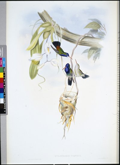 Szafir białogardły (Hylocharis Cyaneus) (ręcznie barwiony lito) autorstwa John (after) Gould