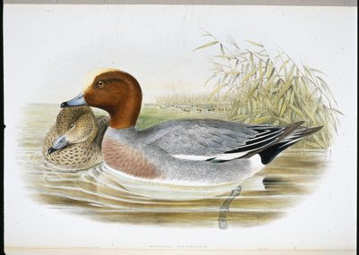 Widgeon (Mareca Penelope) (lito ręcznie kolorowane) autorstwa John (after) Gould