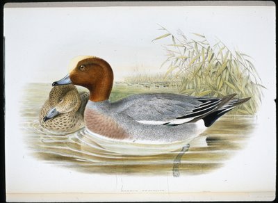 Widgeon (Mareca Penelope) (lito ręcznie kolorowane) autorstwa John (after) Gould