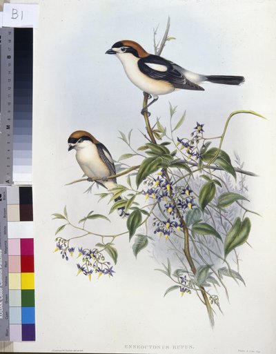Dzierzba leśna (Enneoctonus Rufus) (ręcznie barwiony litho) autorstwa John (after) Gould