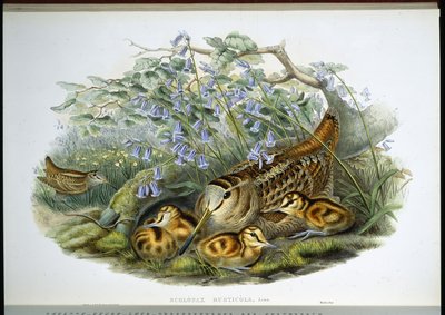 Słonka (Scolopax Rusticola) (lito ręcznie kolorowane) autorstwa John (after) Gould