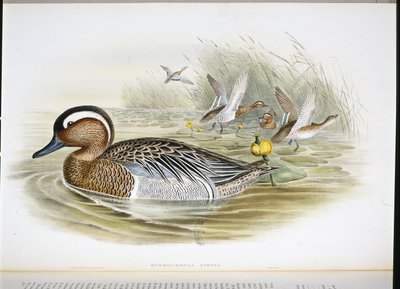 Querquedula Circia (lito ręcznie kolorowane) autorstwa John (after) Gould