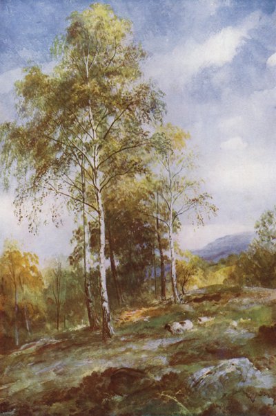 Brzozy Srebrne (kolor lito) autorstwa John (after) MacWhirter