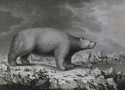 Niedźwiedź polarny, grawer Petera Mazela wg rysunku Johna Webbera (1750-1793) wykonany podczas trzeciej podróży Jamesa Cooka autorstwa John (after) Webber