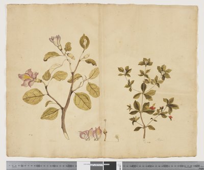 F.15 Lagunaria Patersonia; Alyxia gynopogon, c.1790-95 (akwarela i tusz na papierze) autorstwa John (attr. to) Doody
