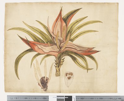 F.1 Freycinetia baueriana, c.1790-95 (akwarela i tusz na papierze) autorstwa John (attr. to) Doody