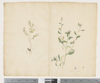 F.25 Euphorbia sparrmannii; Lobelia alata, c.1790-95 (akwarela i tusz na papierze) autorstwa John (attr. to) Doody