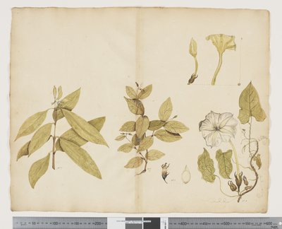 F.6 Wikstroemia australijska; Ipomea, c.1790-95 (akwarela i tusz na papierze) autorstwa John (attr. to) Doody