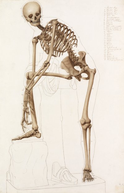 Studium anatomiczne: ludzki szkielet w pozie Praksytelesa „Hermes zapinający sandał” autorstwa John Bathe