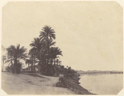 [Badania palm daktylowych] autorstwa John Beasley Greene