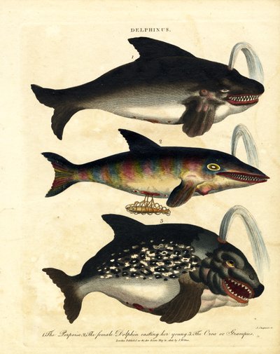 Gatunki delfinów - morświny i orki autorstwa John Chapman
