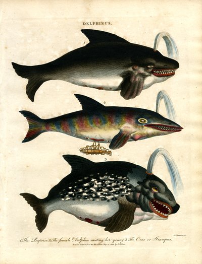 Delfiny (Delphinus) autorstwa John Chapman