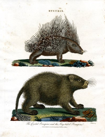 Hystrix (jeżozwierze) autorstwa John Chapman