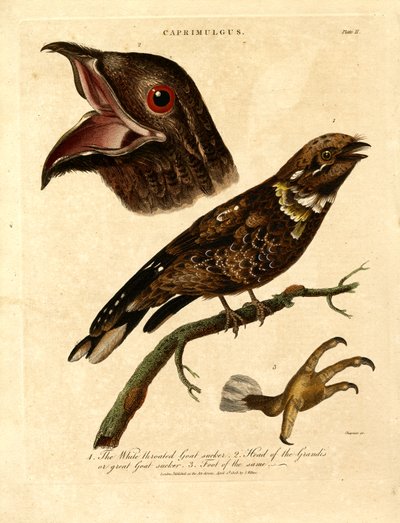 Sóweczka (Caprimulgus) autorstwa John Chapman