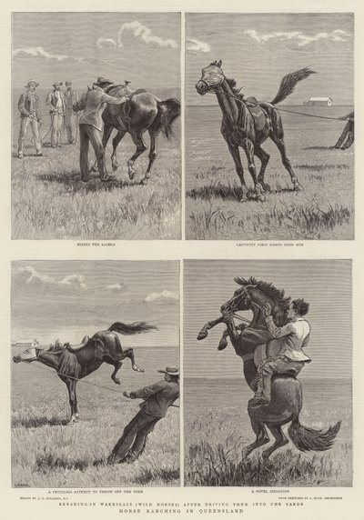 Hodowla koni w Queensland autorstwa John Charles Dollman