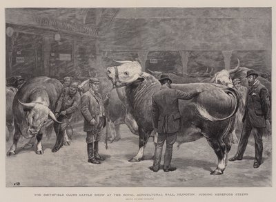 Wystawa bydła Klubu Smithfield w Royal Agricultural Hall, Islington, ocena wołów rasy Hereford autorstwa John Charlton