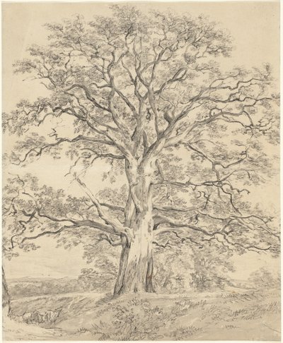 Wielki dąb autorstwa John Constable