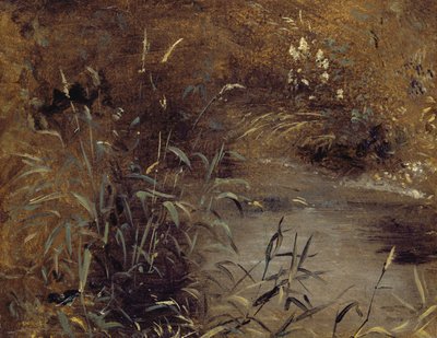 Rushes by a Pool, ok. 1821 (olej na papierze na pokładzie) autorstwa John Constable