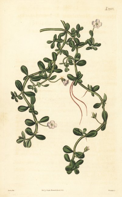 Brahmi lub hyzop wodny, Bacopa monnieri autorstwa John Curtis