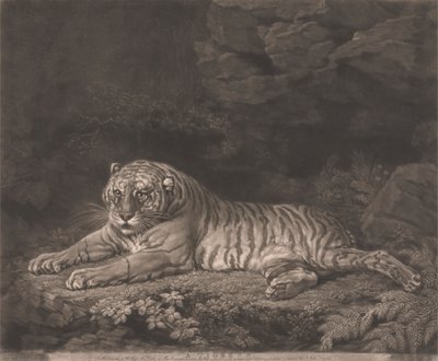 Tygrysica autorstwa John Dixon