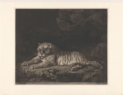 Tijgerin Tygrysica (tytuł na obiekcie) autorstwa John Dixon