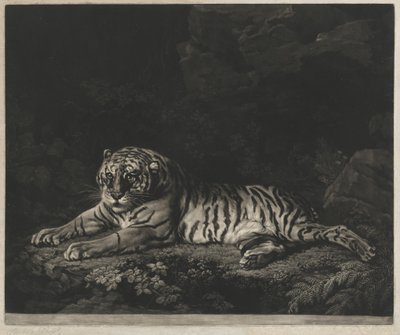 Tygrysica autorstwa John Dixon after George Stubbs