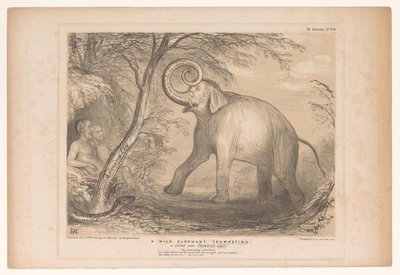 Spotprent spotkał Lorda Ellenborough als een wilde olifant Trąbienie dzikiego słonia. Scena z raju utraconego! (tytuł na obiekcie) HB Sketches (tytuł serii na obiekcie) autorstwa John Doyle