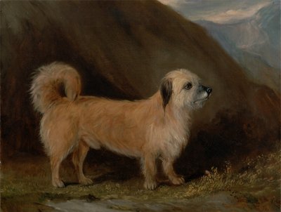 Dandie Dinmont Terrier autorstwa John E. Ferneley