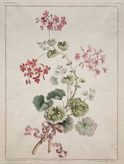 Kolekcja kwiatów zaczerpniętych z natury: nr 6 - Pelargonia szkarłatna i pstrokata autorstwa John Edwards