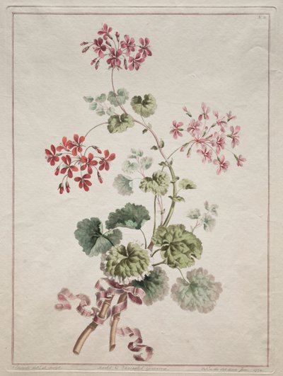 Kolekcja kwiatów zaczerpniętych z natury: nr 6 - Geranium szkarłatny i pstry, 1801. autorstwa John Edwards