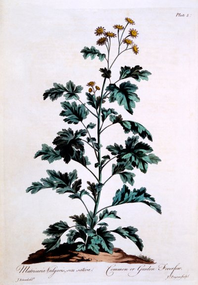 Common or Garden Feverfew, ilustracja z „Brytyjskiego zielarza”, marzec 1770 autorstwa John Edwards