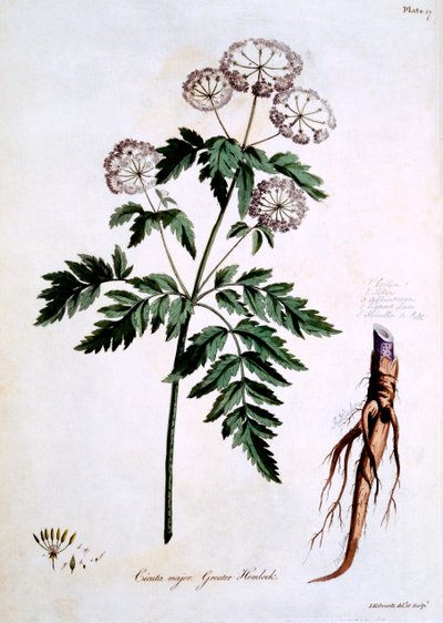 Greater Hemlock [Cicuta major], ilustracja z „The British Herbal” Johna Edwardsa, opublikowana w marcu 1770 autorstwa John Edwards