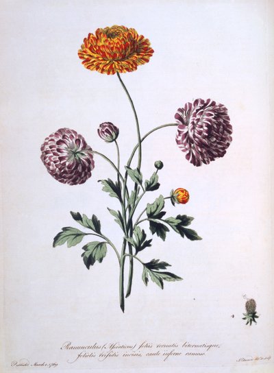 Jaskier, ilustracja z „Brytyjskiego zielarza”, 1769 autorstwa John Edwards