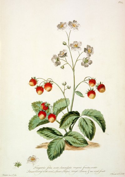 Truskawka: owalna włócznia, szorstkie liście i owalny owoc z „The British Herbal...” autorstwa John Edwards