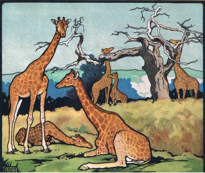 Żyrafy, ilustracja z „Pads, Paws and Claws” P. Pycraft autorstwa John Edwin Noble