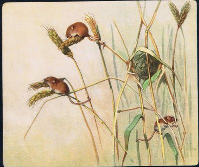 Harvest Myszy, ilustracja z „Pads, Paws and Claws” P. Pycraft autorstwa John Edwin Noble