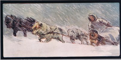 Husky ciągnące sanie, ilustracja z „Pomocnicy bez rąk” Gladys Davidson, wydanej w 1919 r. (kolor litho) autorstwa John Edwin Noble