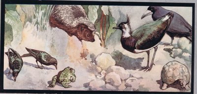 Wildlife, ilustracja z „Helpers Without Hands” Gladys Davidson, wydanej w 1919 r. (kolor lito) autorstwa John Edwin Noble