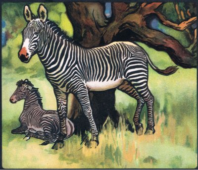 Zebry, ilustracja z „Pads, Paws and Claws” P. Pycraft autorstwa John Edwin Noble