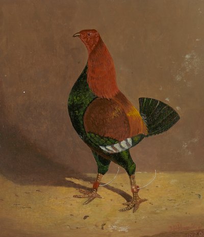 Walczące koguty: walczący kogut o ciemnych piersiach, skierowany w lewo autorstwa John Frederick Herring