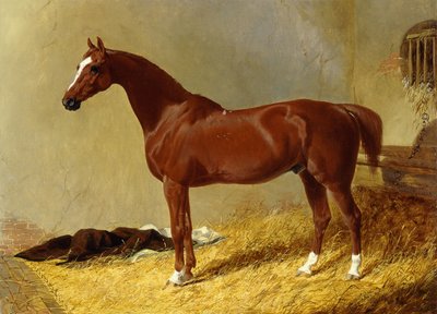 Bay Racehors w boksie, 1843 autorstwa John Frederick Herring Senior